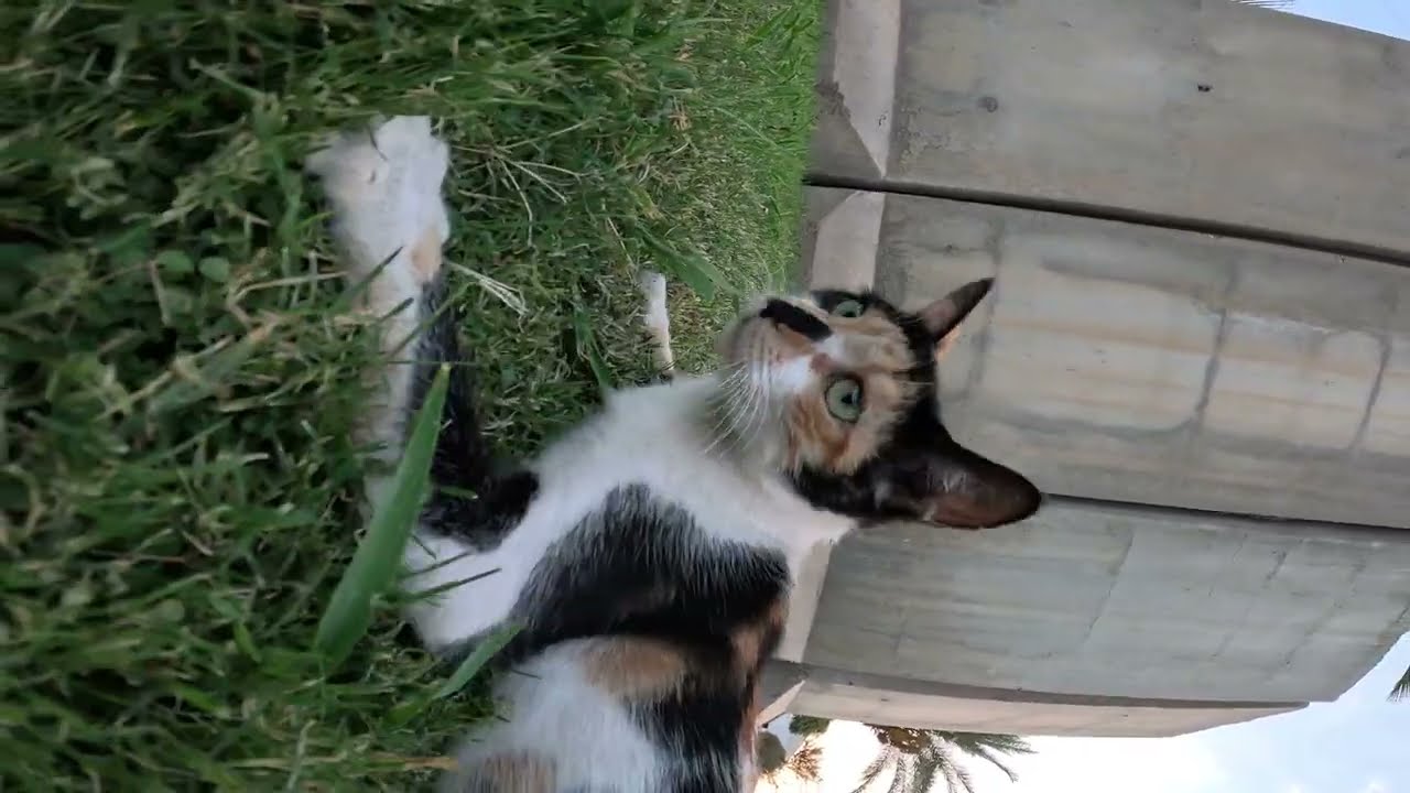 What Cat did was unusual | Watch till the end | cat sounds