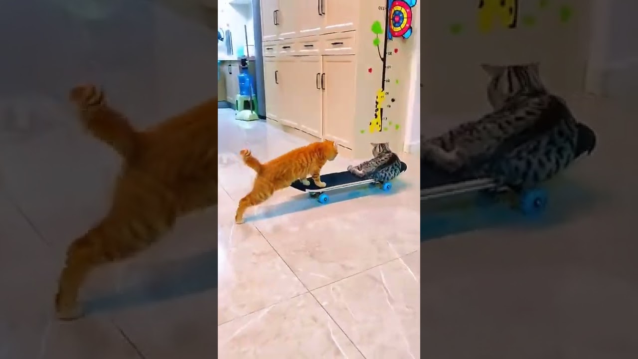 cats are enjoying funny short # funny dogs and cats # shorts