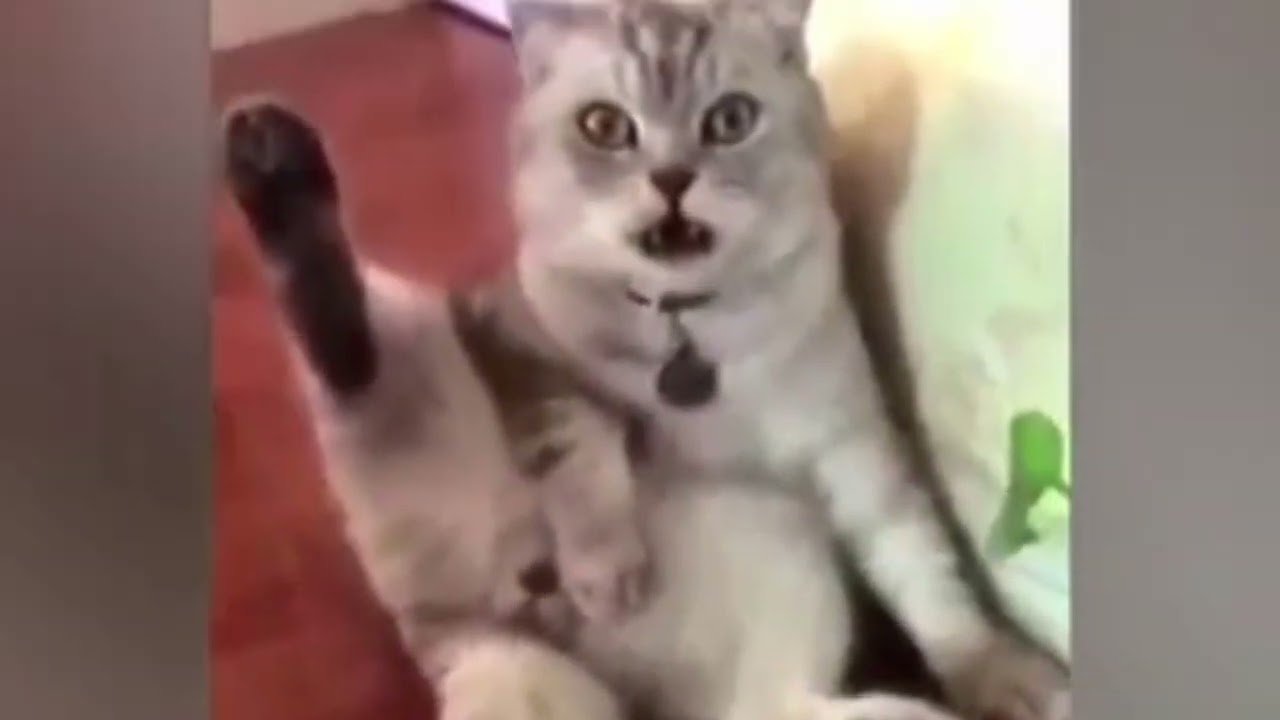 funny and crazy animals cats and dogs