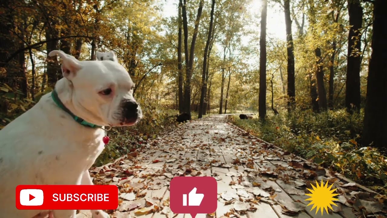 funny cat funny dogs and lion