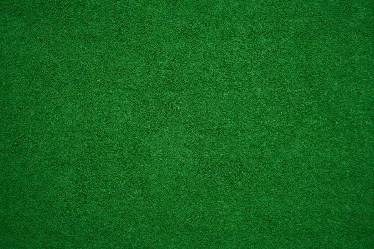 Is the Bird of Paradise Plant Toxic to Cats?