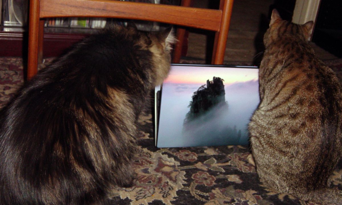 Understanding Your Cat's Endocrine System: A Guide