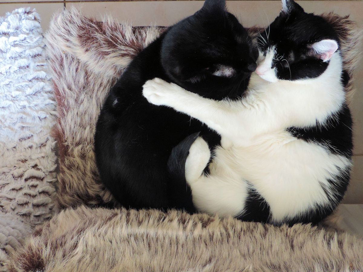 Making an Outdoor Cat an Indoor Cat: Transition Tips