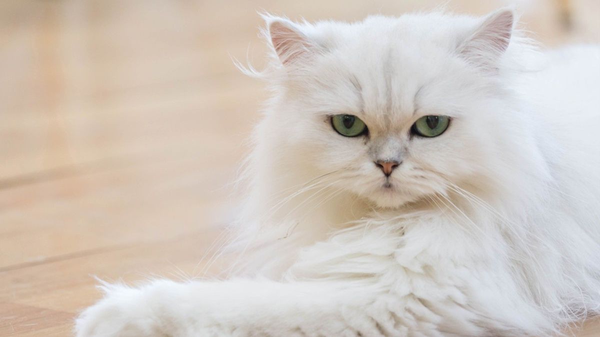 Exploring the Cutest Cat Breeds