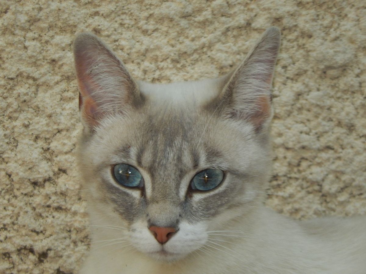 Serval vs. Savannah Cat: Understanding the Differences