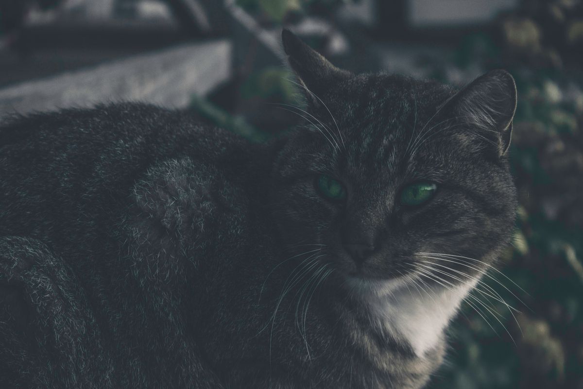 Emerald Eyes: Green-Eyed Cat Names Unveiled