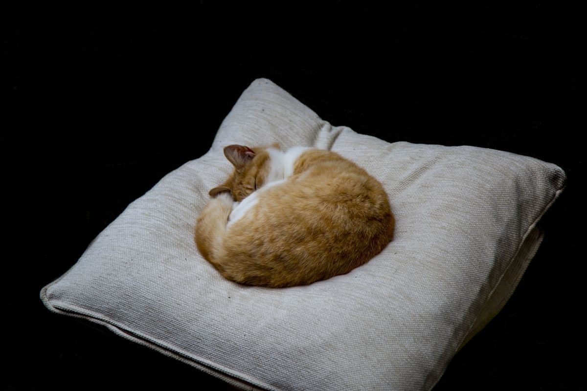 Ultimate Comfort: Top 5 Pillow Cat Beds Reviewed