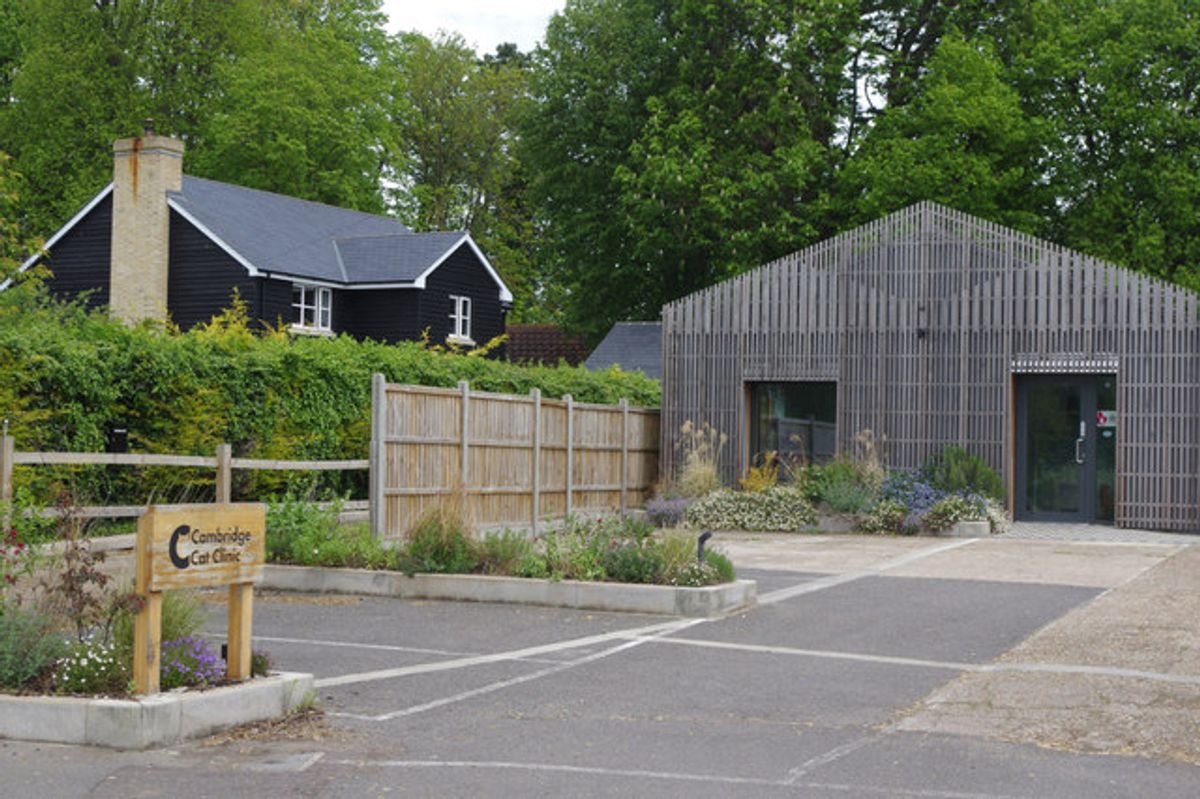 Safe & Sound: Choosing the Best Medical Boarding Services for Cats in Need