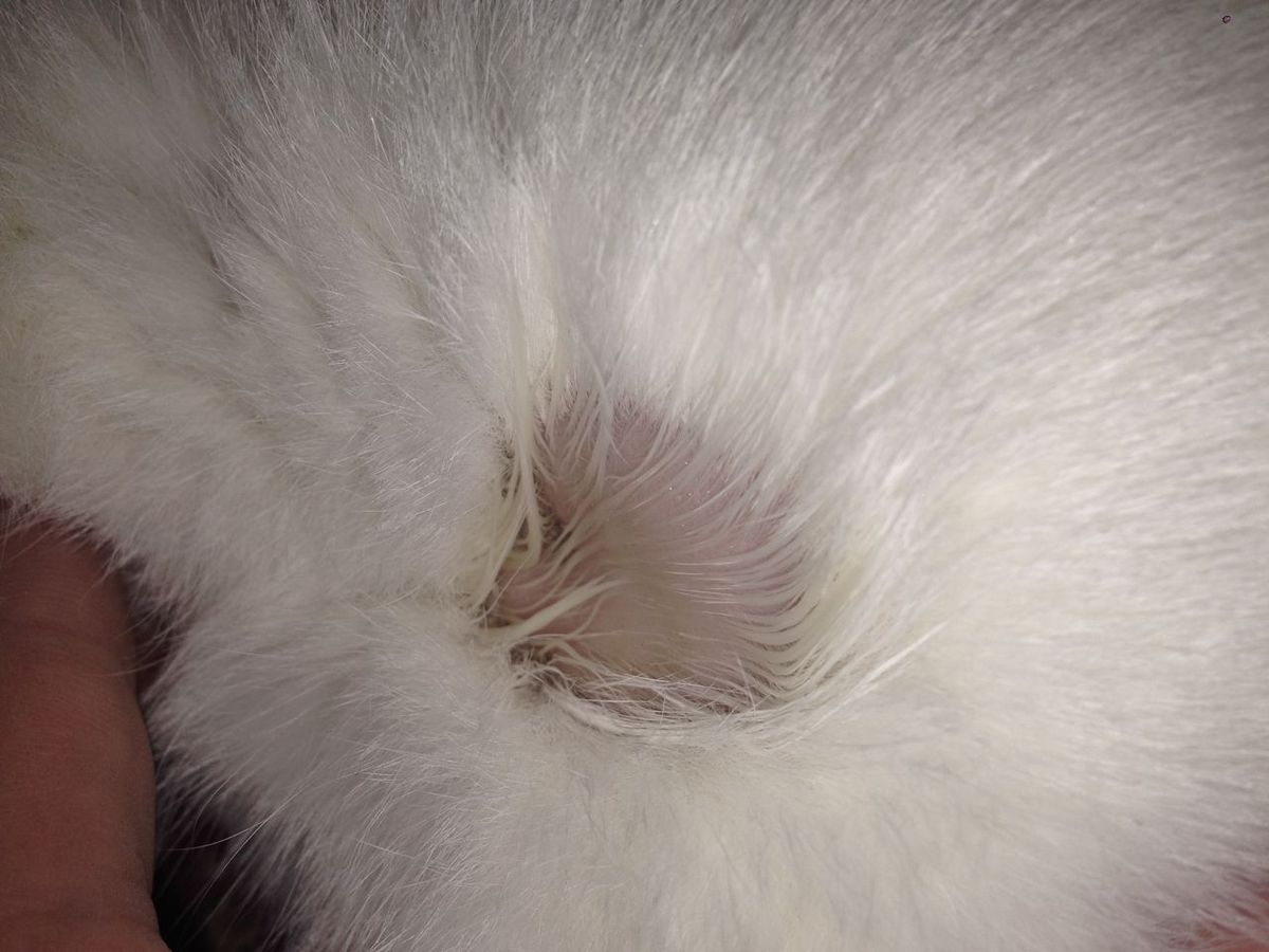 Understanding Bald Spots on Cats: Causes and Treatments