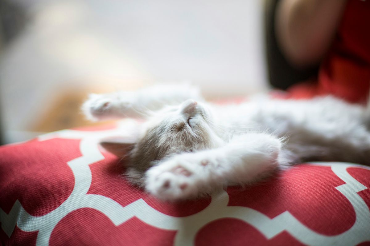 Life-Saving Tips: How to Rescue a Kitten