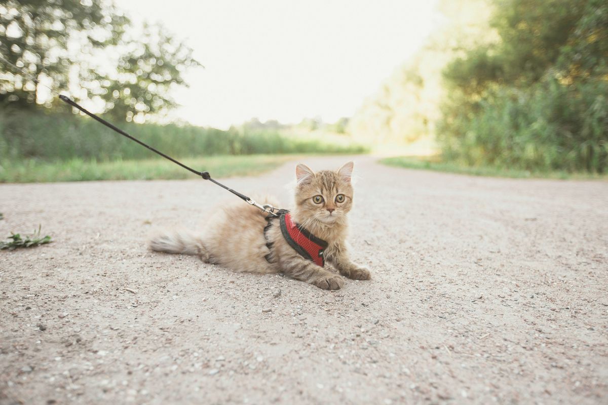 Taking Your Cat Outdoors: A Review of the Top Cat Leashes