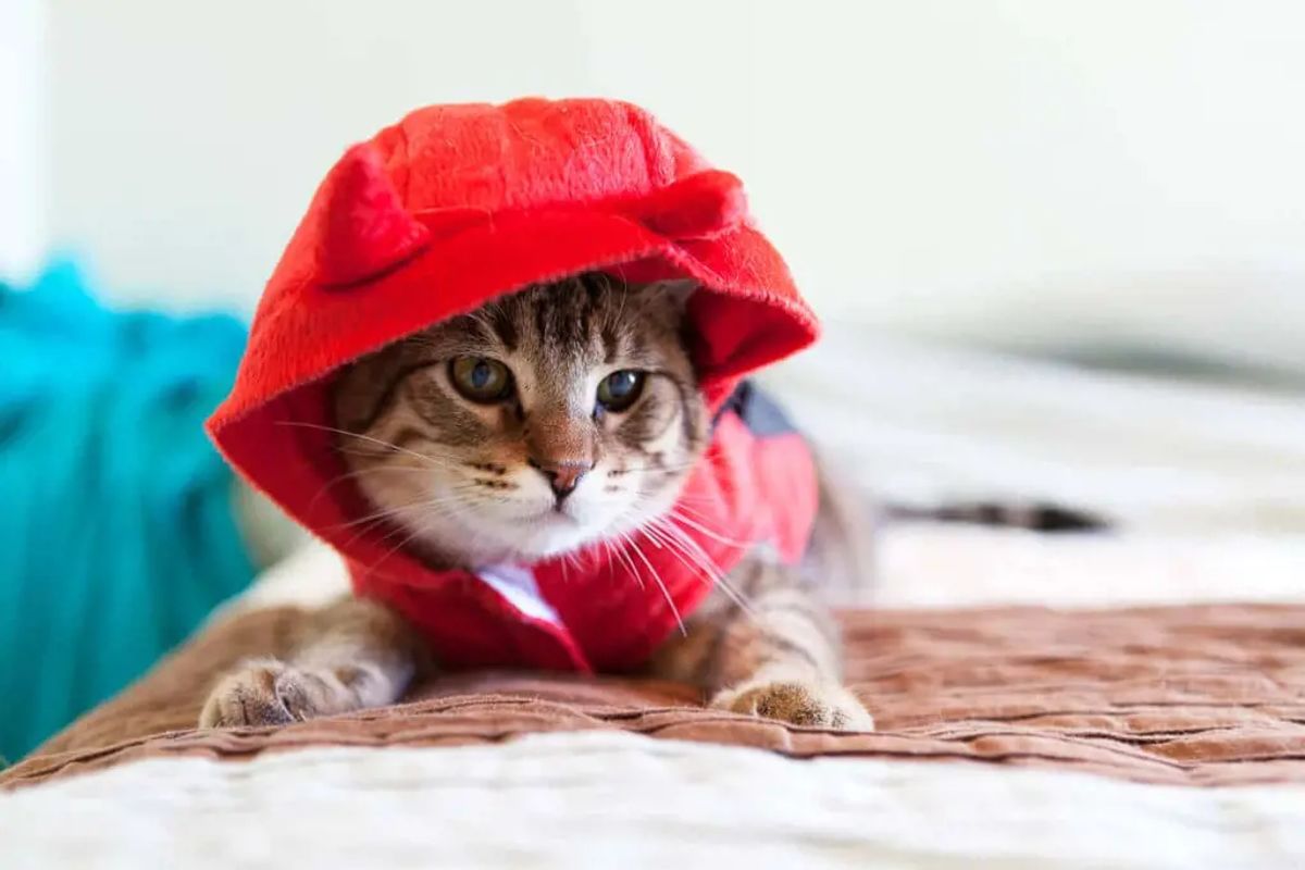 Stylish and Comfortable Cat Clothing to Keep Your Kitty on Trend