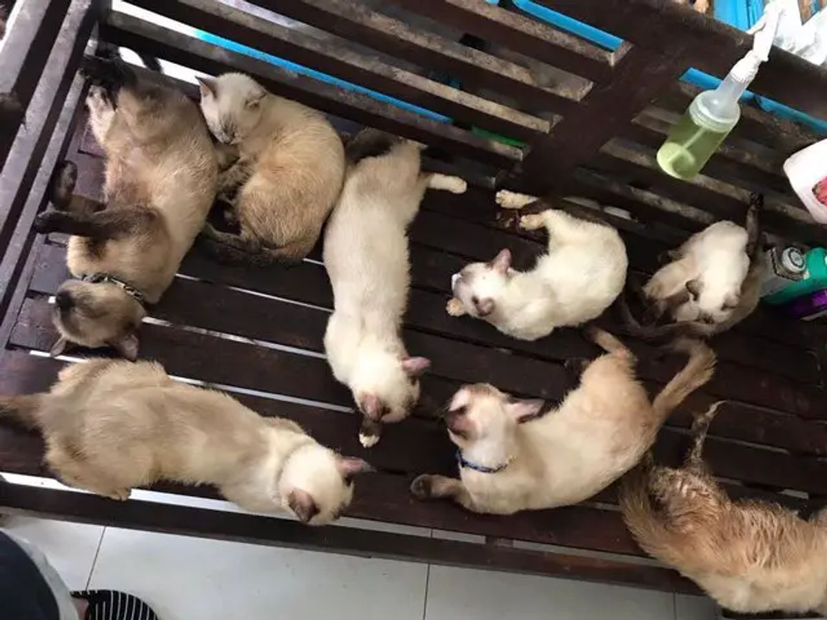 Budget-Friendly Feline Havens: Finding the Cheapest Cat Boarding Nearby