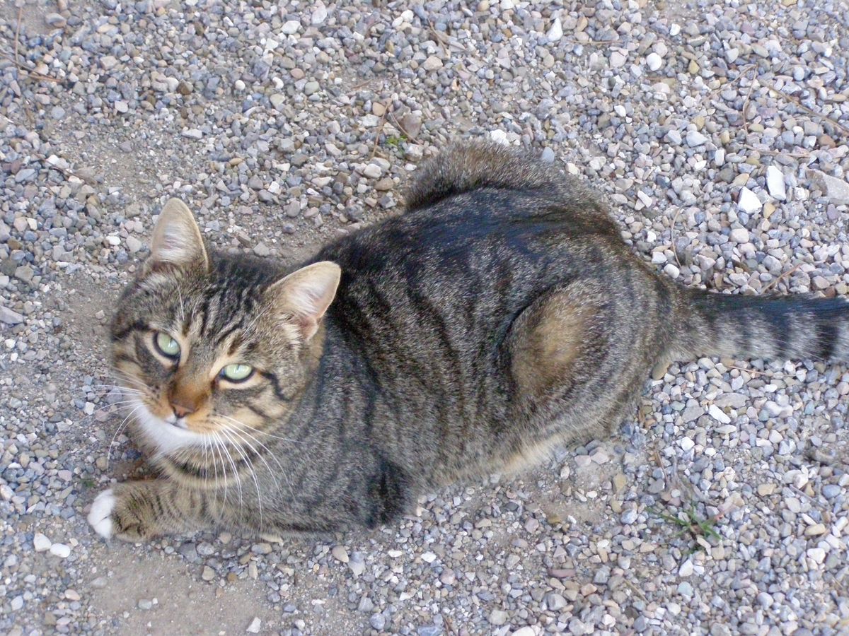 Find Trusted Private Cat Sitters in Your Area