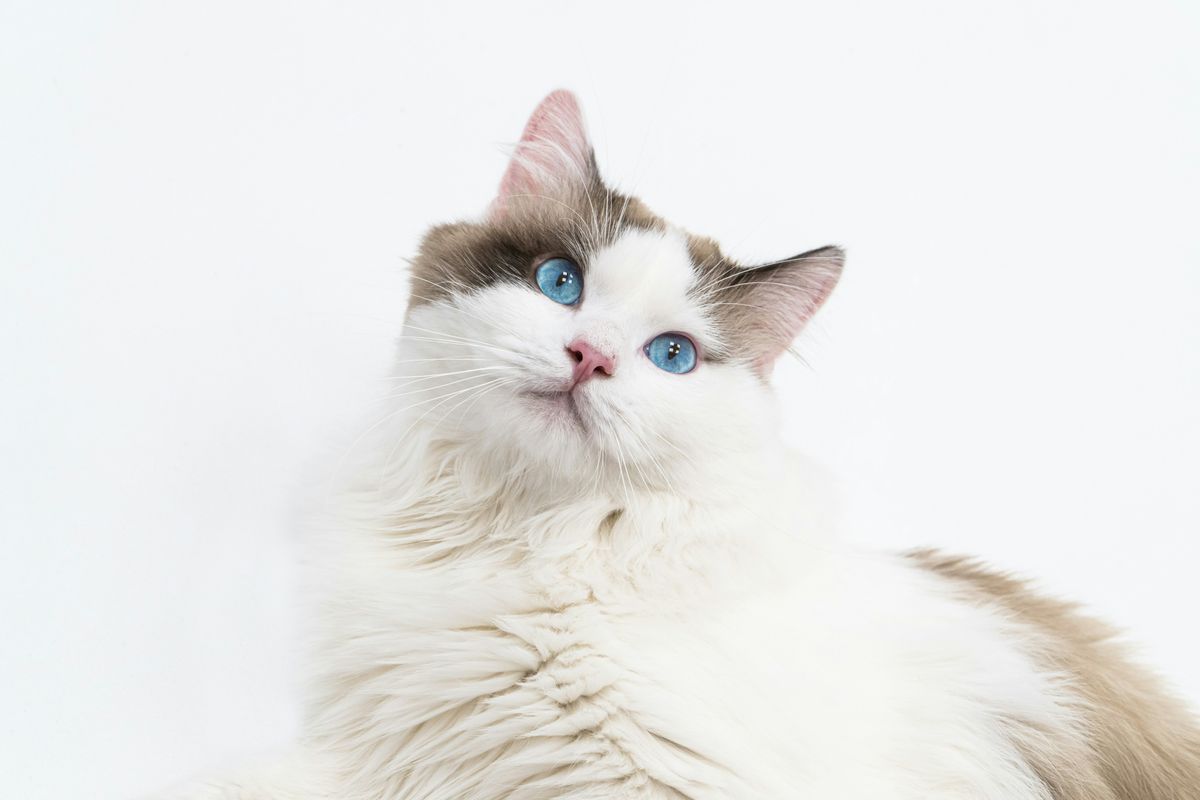 Long-Haired Cat Breeds: A Guide to Fluffy Felines
