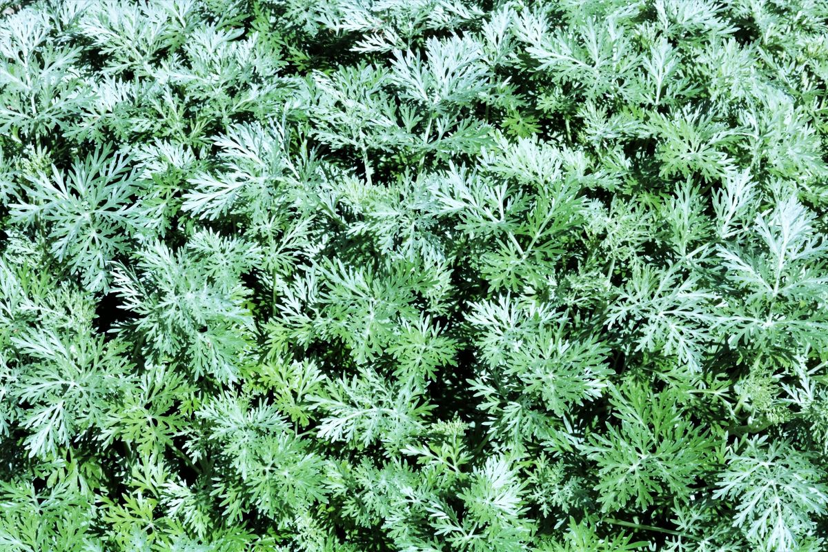 Russian Blue Bengal Mix: A Unique Feline Hybrid