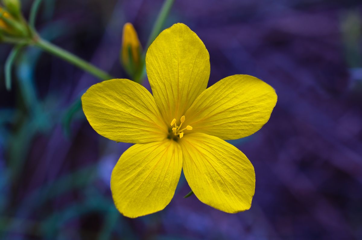 Cat Pheromones for Aggression: Do They Work?