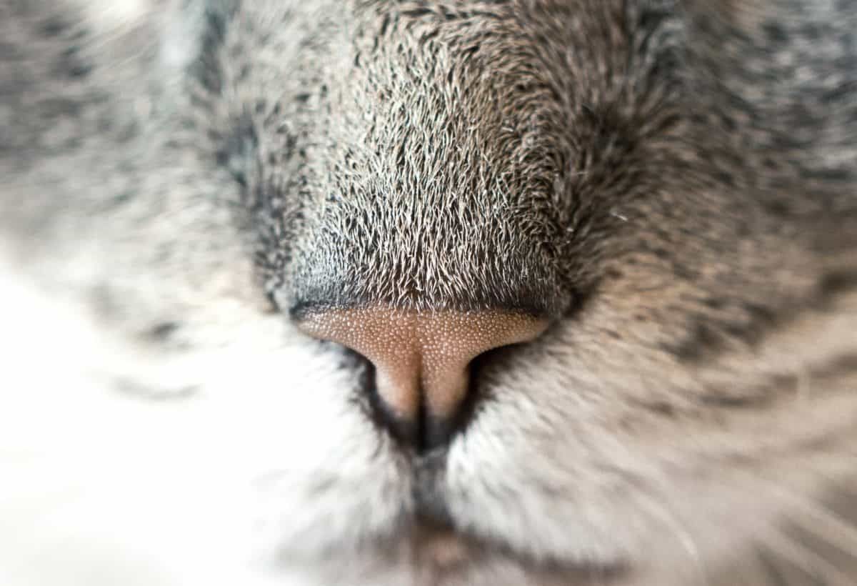 Bump on Cat's Nose Bridge: Causes and Treatments
