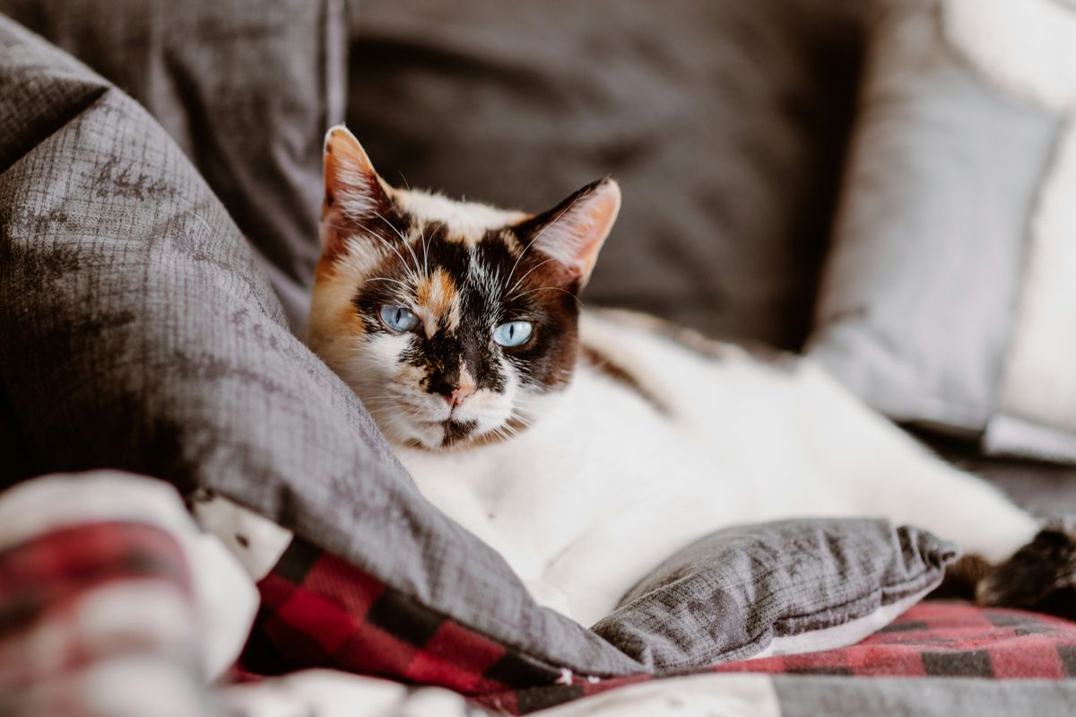 Siamese Cat: A Guide to This Enigmatic Breed