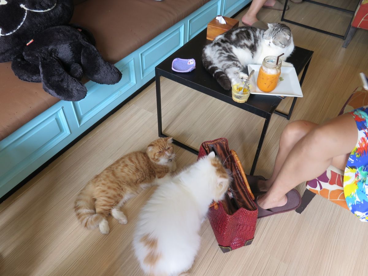 Peace of Mind on Vacation: Exceptional Cat Holiday Care Options