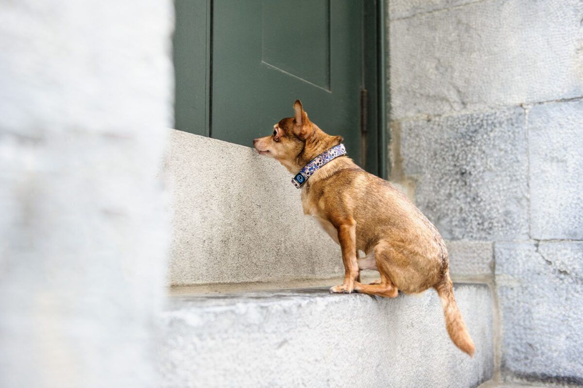 Adjusting to a New Home: How Long Does It Take for a Cat?