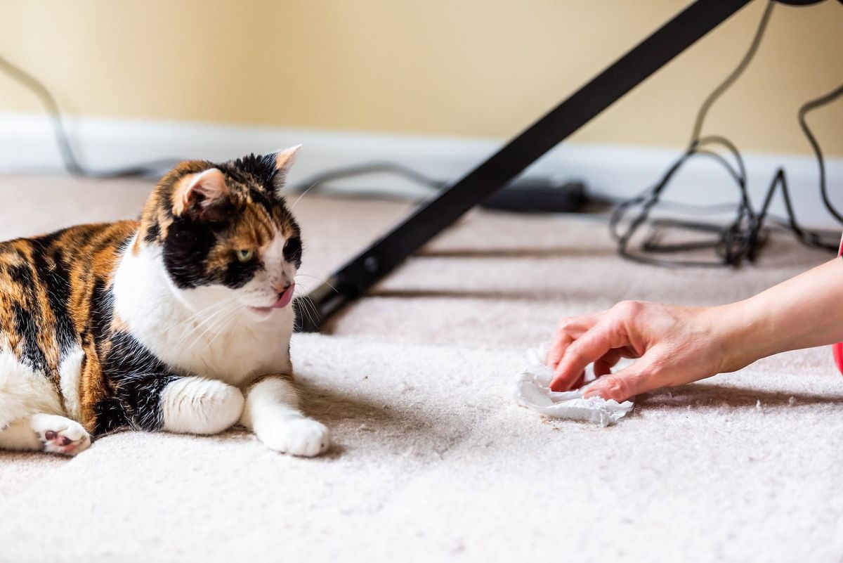 Why Is My Cat Suddenly Peeing on My Bed? Understanding Feline Behavior