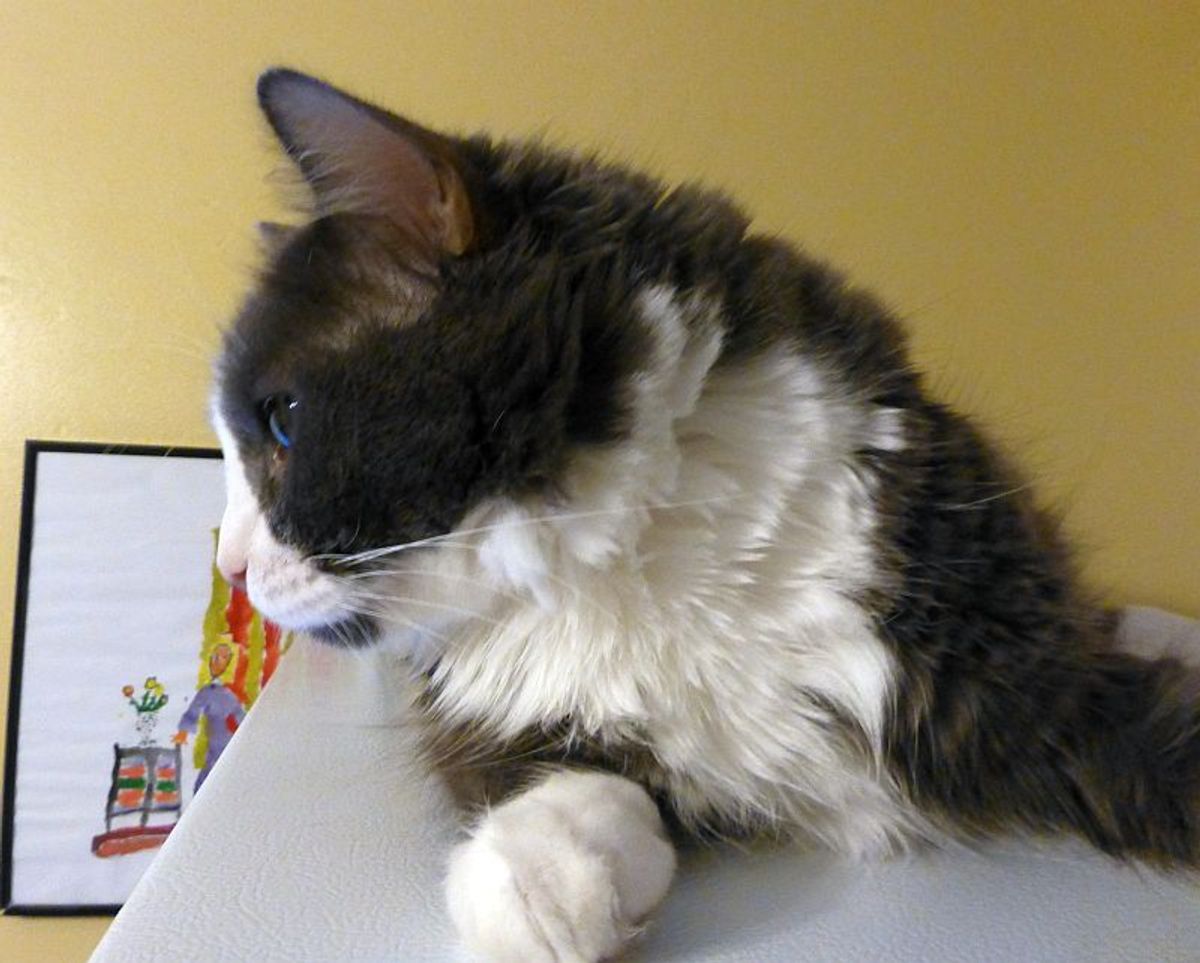 Top Cat Clothing &; Accessories to Pamper Your Feline Friend