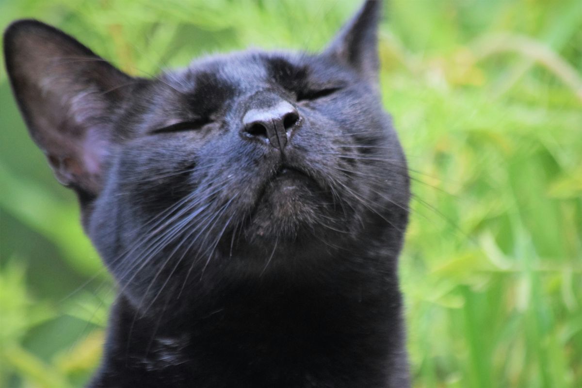 How Far Can Cats Smell? Unraveling Their Olfactory Abilities