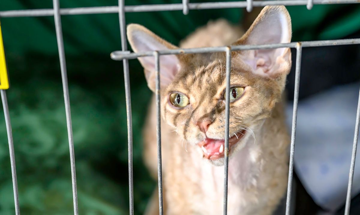 How to Tell If a Cat Is in Heat: Signs and Behaviors