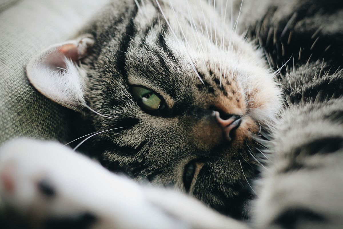 Is Your Cat's Runny Nose Normal? Understanding Feline Health