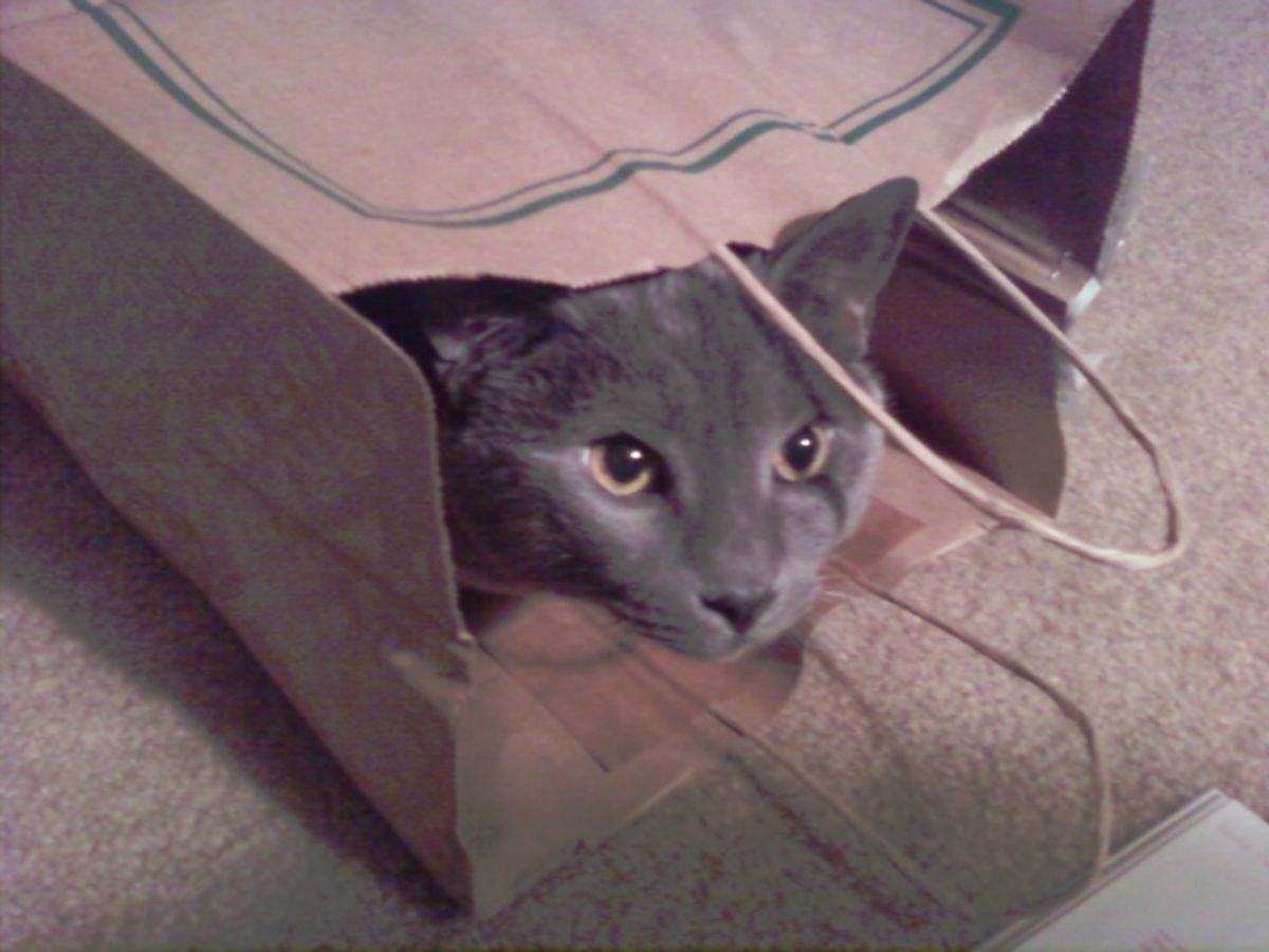 Hairball Cat Food Side Effects: What You Need to Know