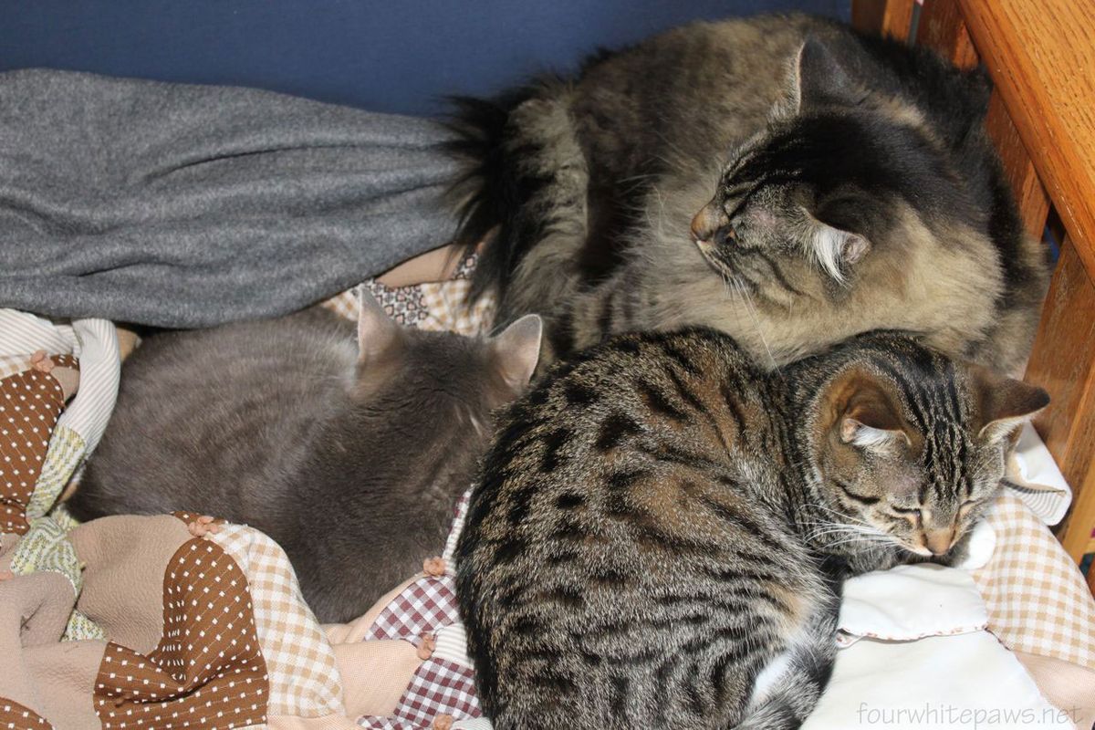 Cozy Companions: The Best Cat Blankets & Throws for Your Feline Friend