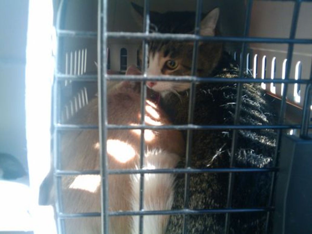 The Best Cat Carriers & Containment Solutions for Safe Travel