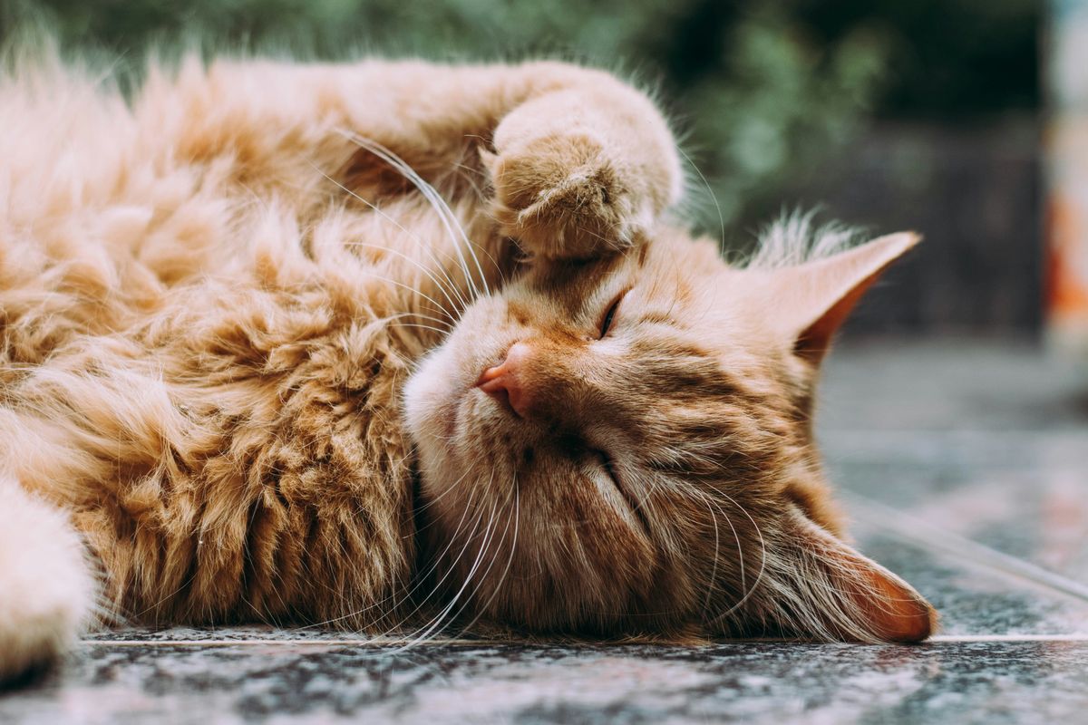 Navigating Breakups: How It Affects Your Cat