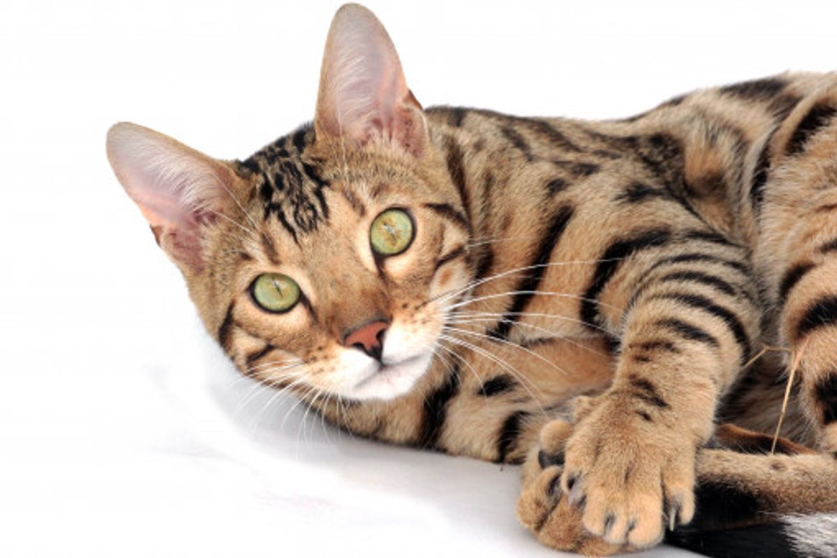 Training Your Savannah Cat: Tips and Tricks