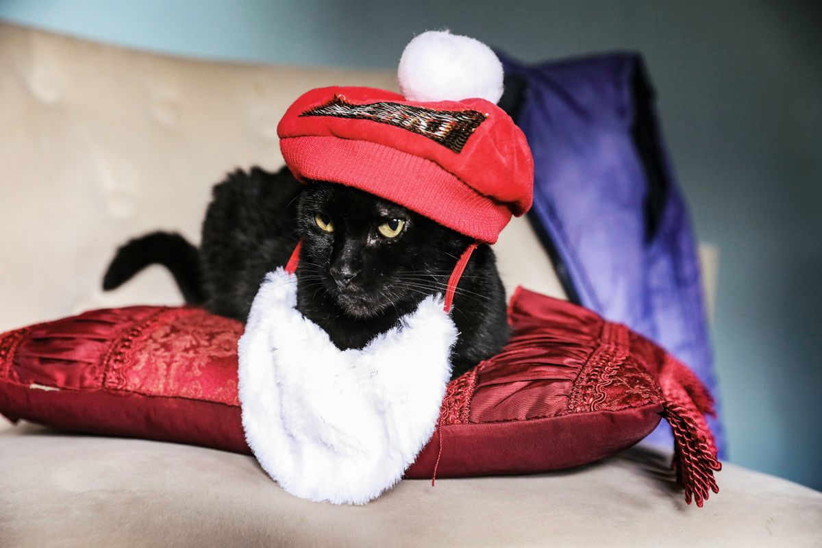 Cat Christmas Card Ideas: Spreading Holiday Cheer