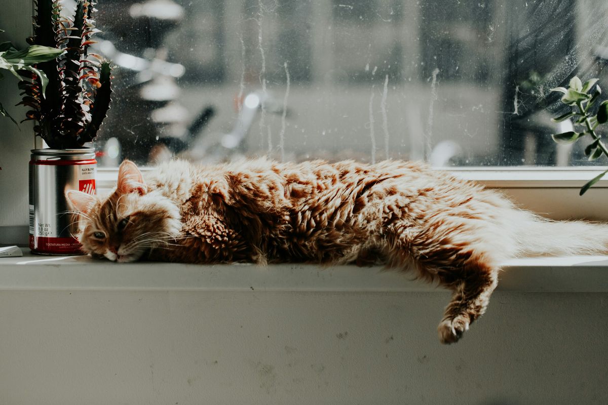 Life Lessons Cats Teach Us: A Guide to Living Your Best Life