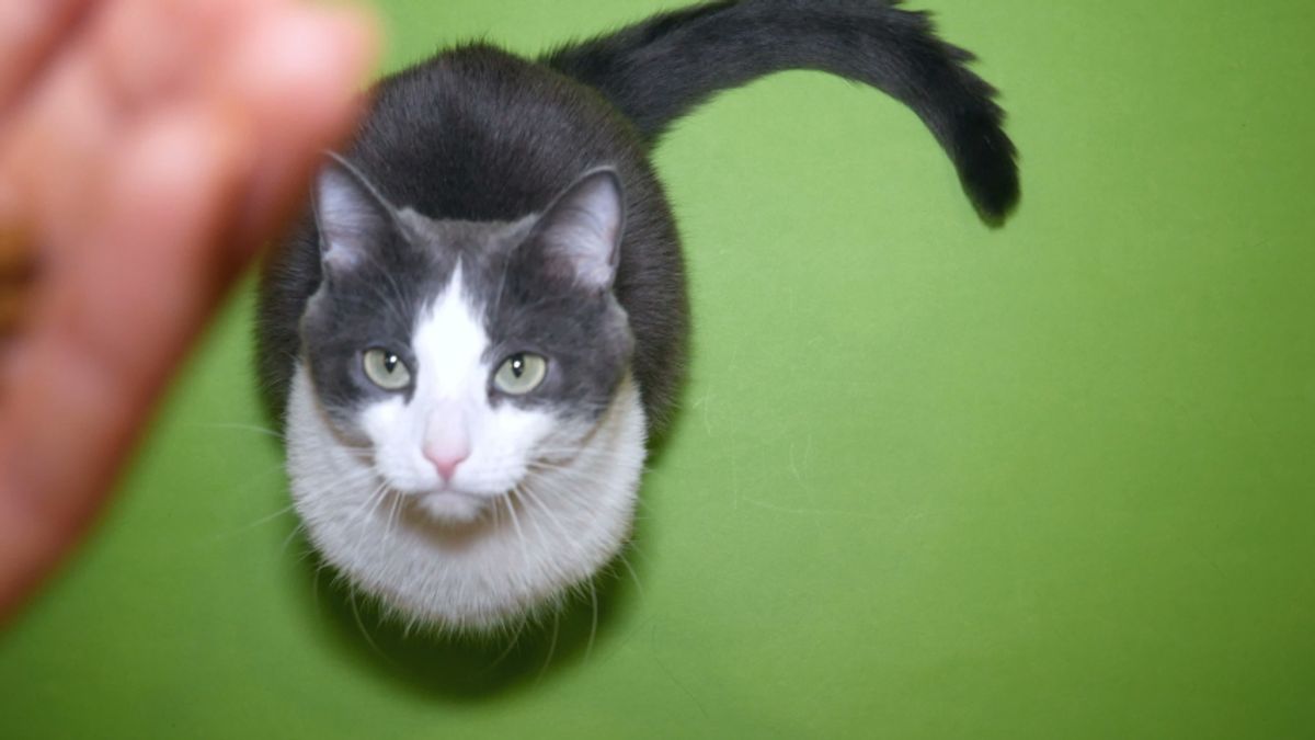 Can Cats Eat Hamburgers? Exploring Safe Human Foods for Cats