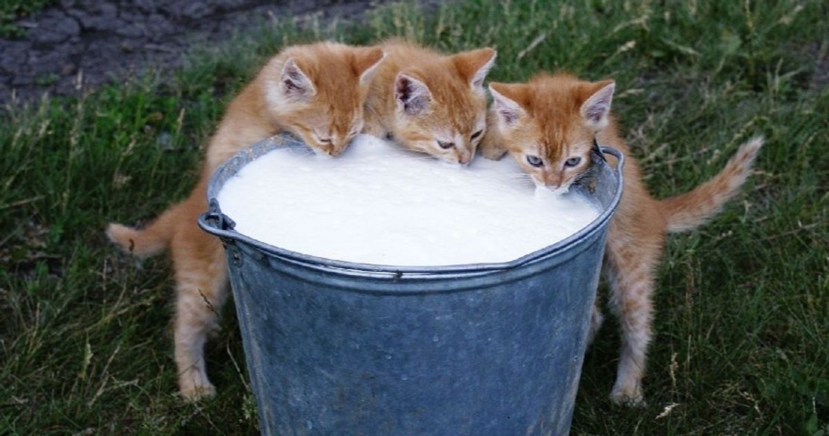 Can Cats Drink Chocolate Milk? Debunking Myths