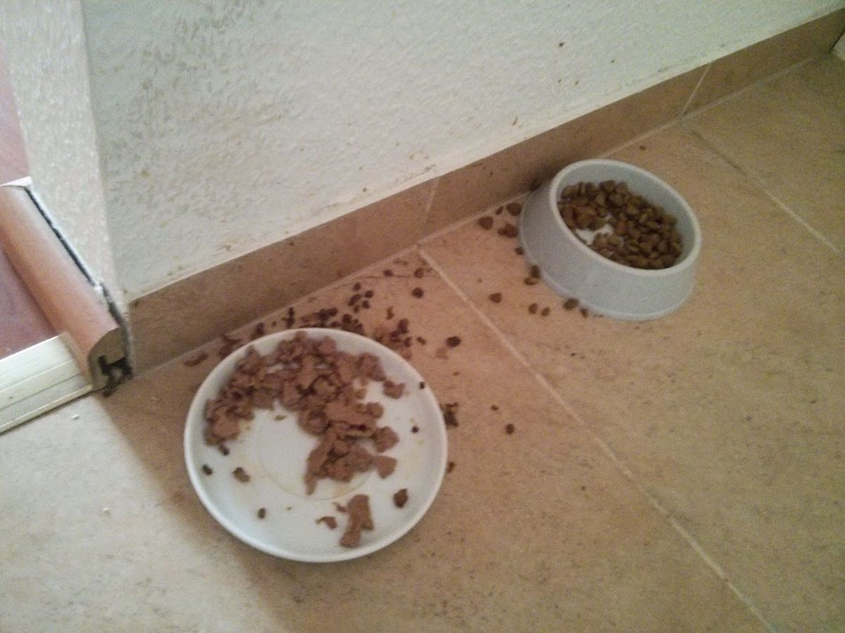 Fromm Cat Food Review: Is It Right for Your Cat?