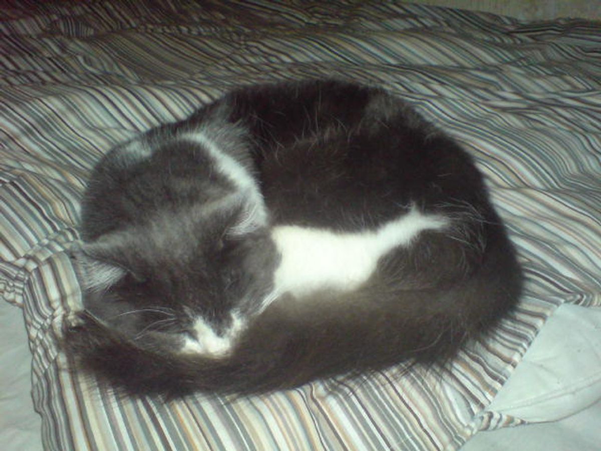 Discovering the Posh Purr-fect Retreat: The Nearest Luxury Cattery