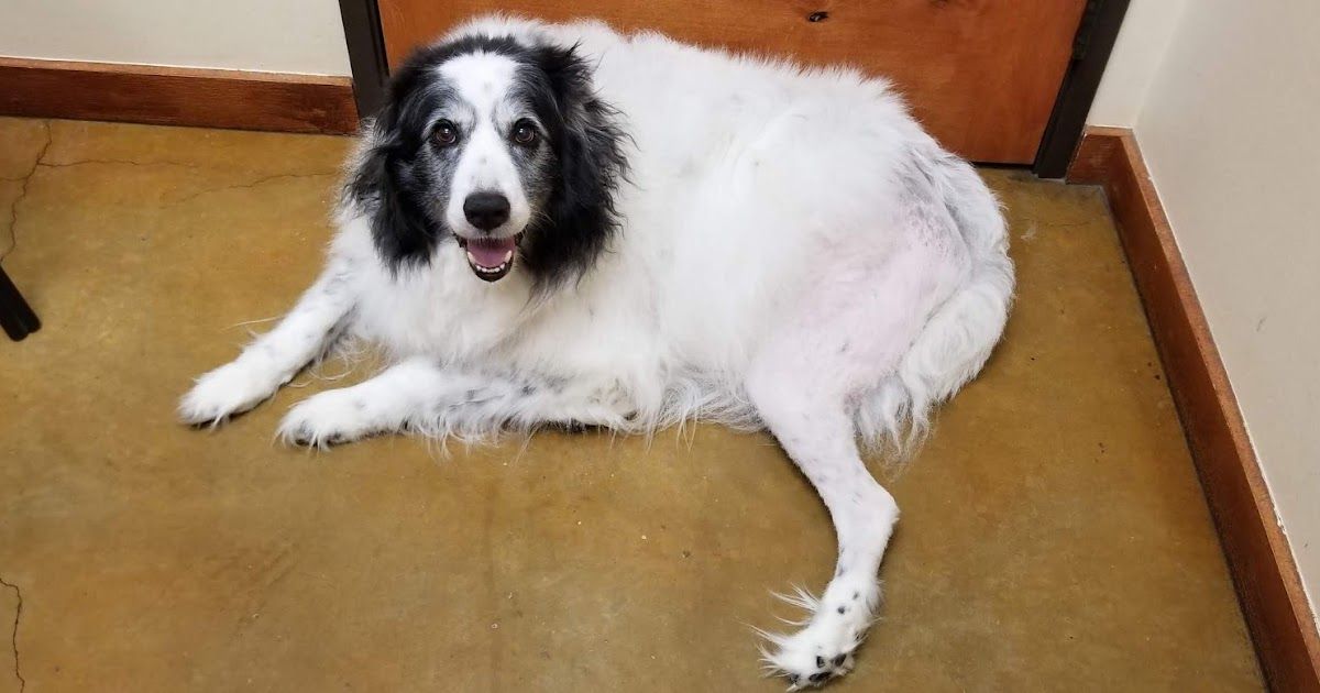 How Long to Confine Cat After Spay/Neuter Surgery