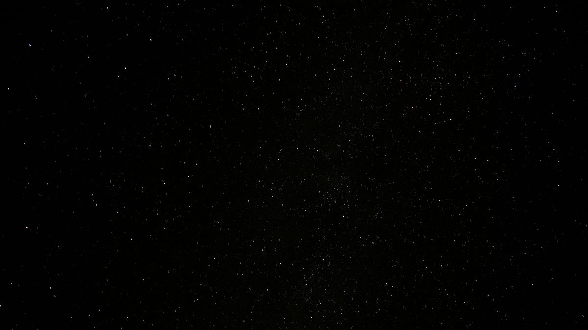 The Mystique of the Black Savannah Cat: A Detailed Guide