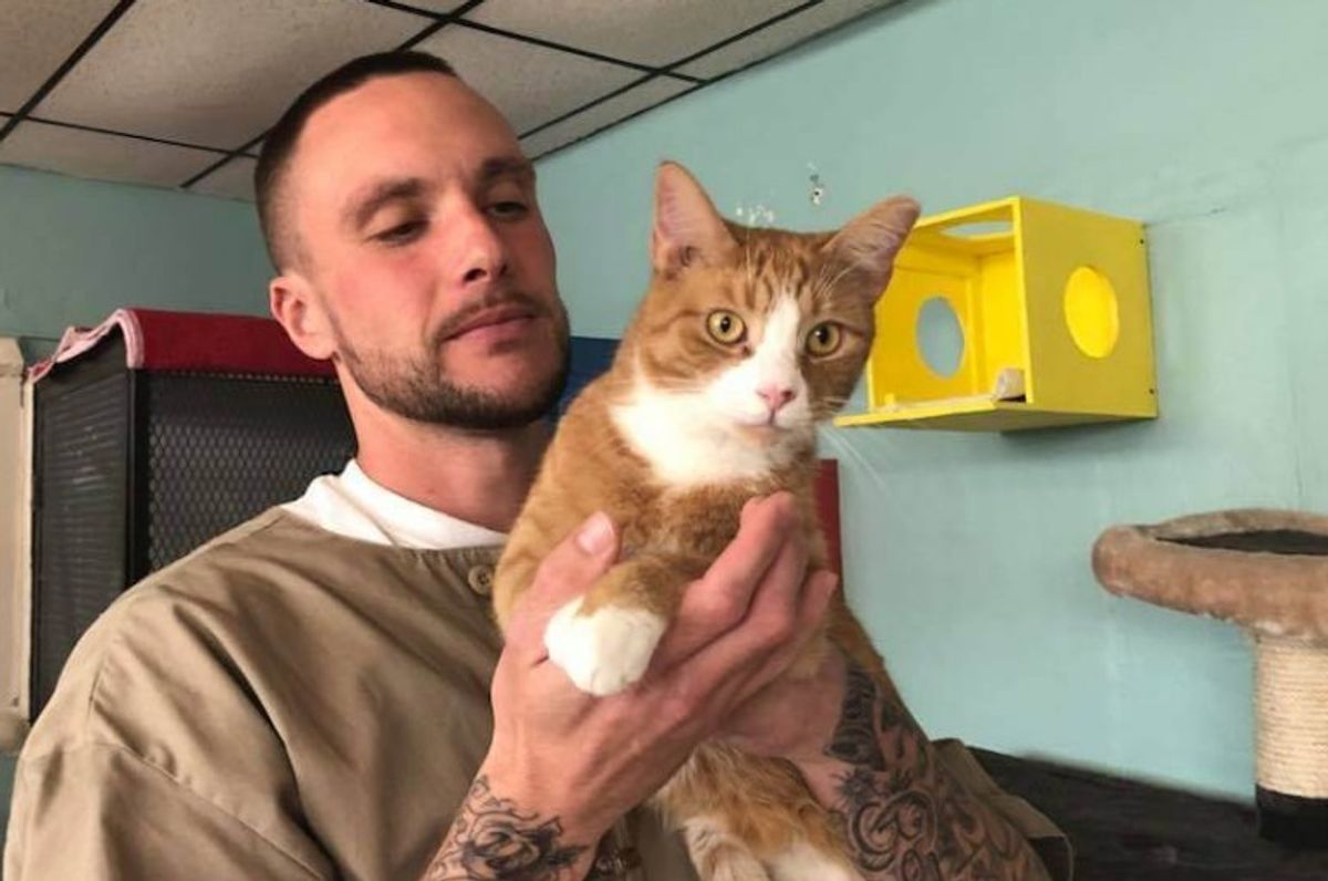 Top 10 Places to Board Your Cat While on Vacation