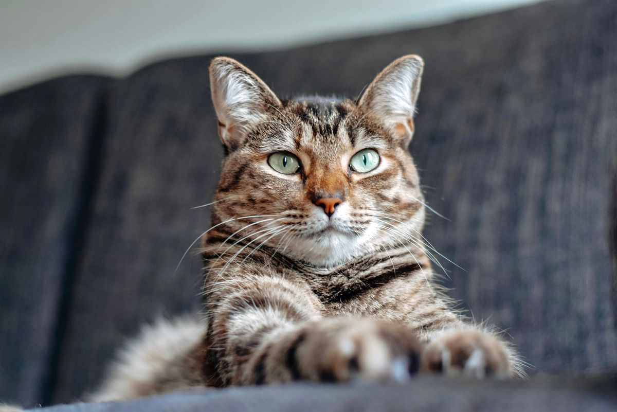 How Cats Communicate: Understanding Their Language and Behavior