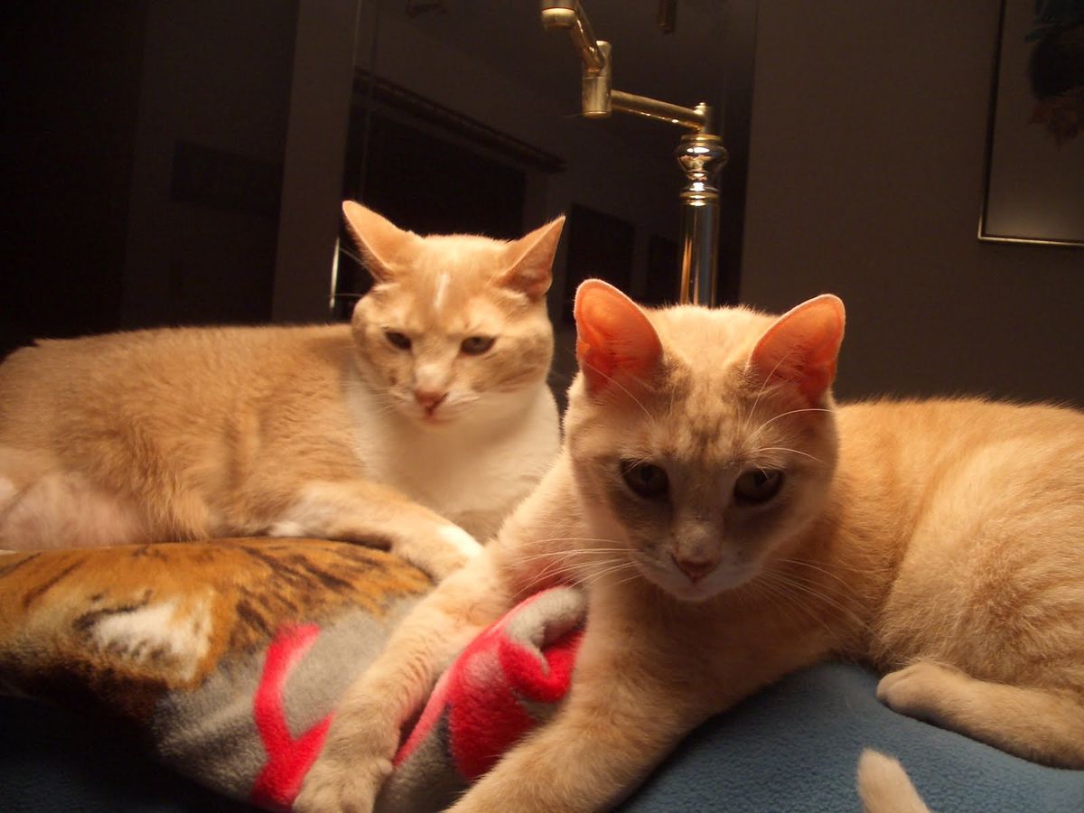 5 Top-Rated Cat Day Care Centres Close to You