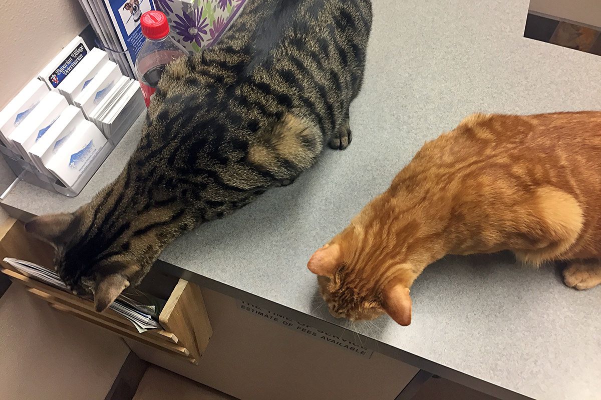 The Ultimate Guide to Medical Boarding for Cats: Ensuring Your Feline's Health While Away