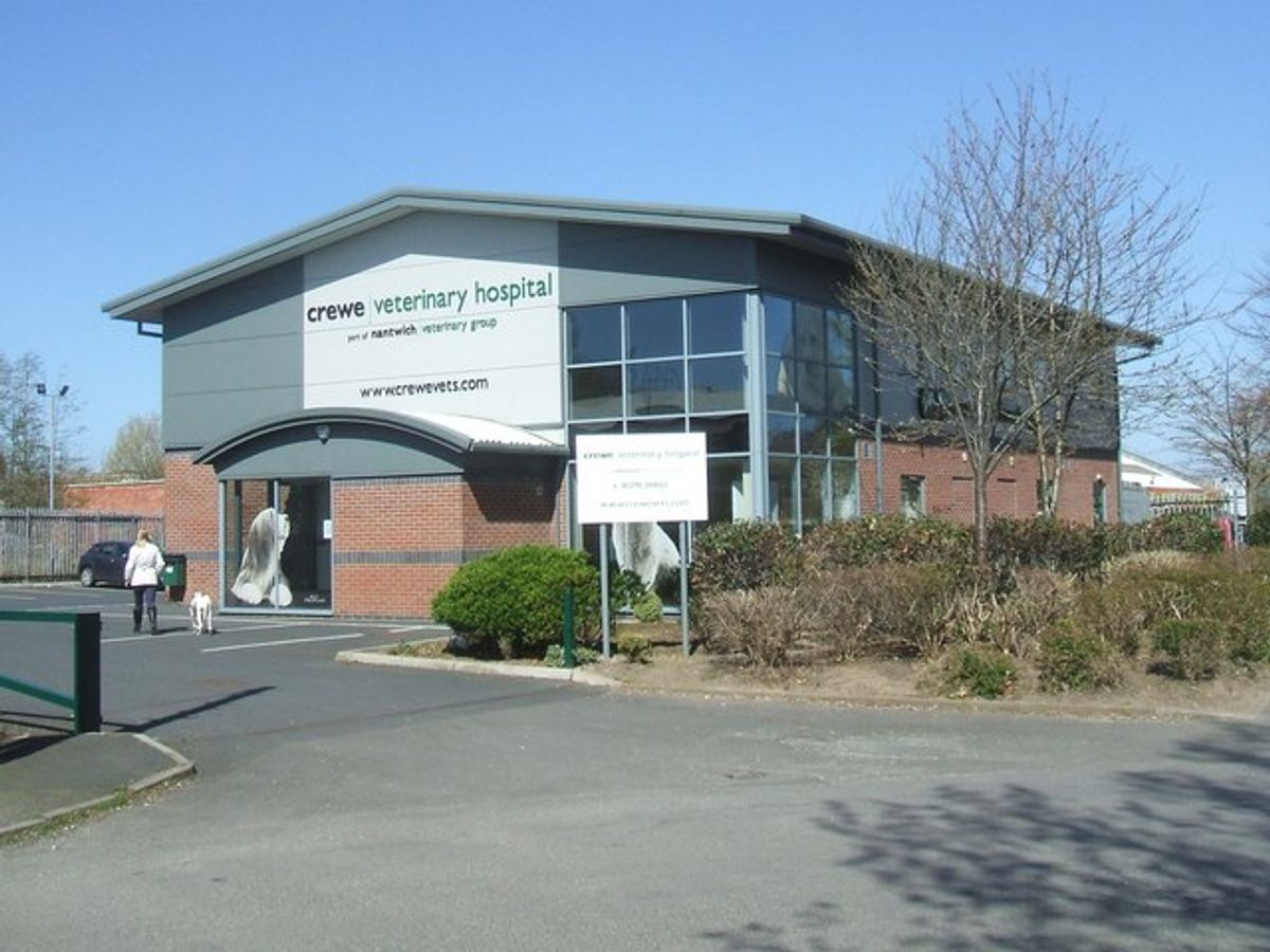 Modern Veterinary Cat Kennels: Ensuring Comfort and Care for Your Feline Friend