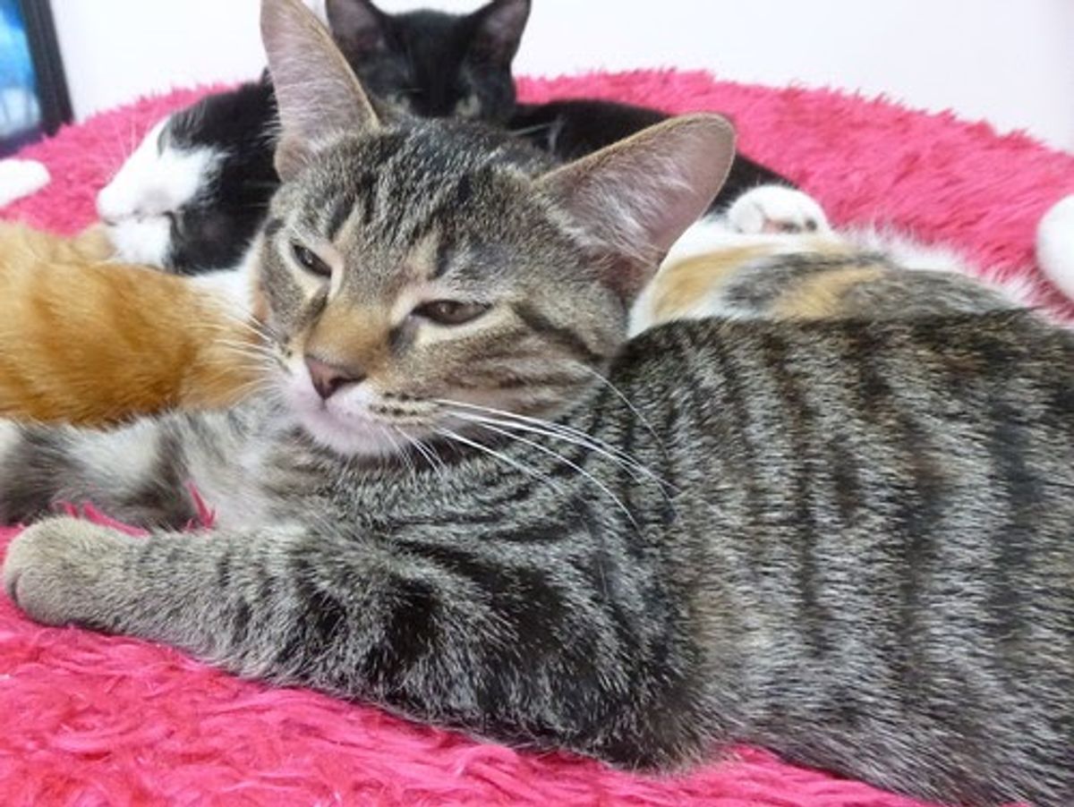 How Much Does It Cost to Board Your Cat Daily?