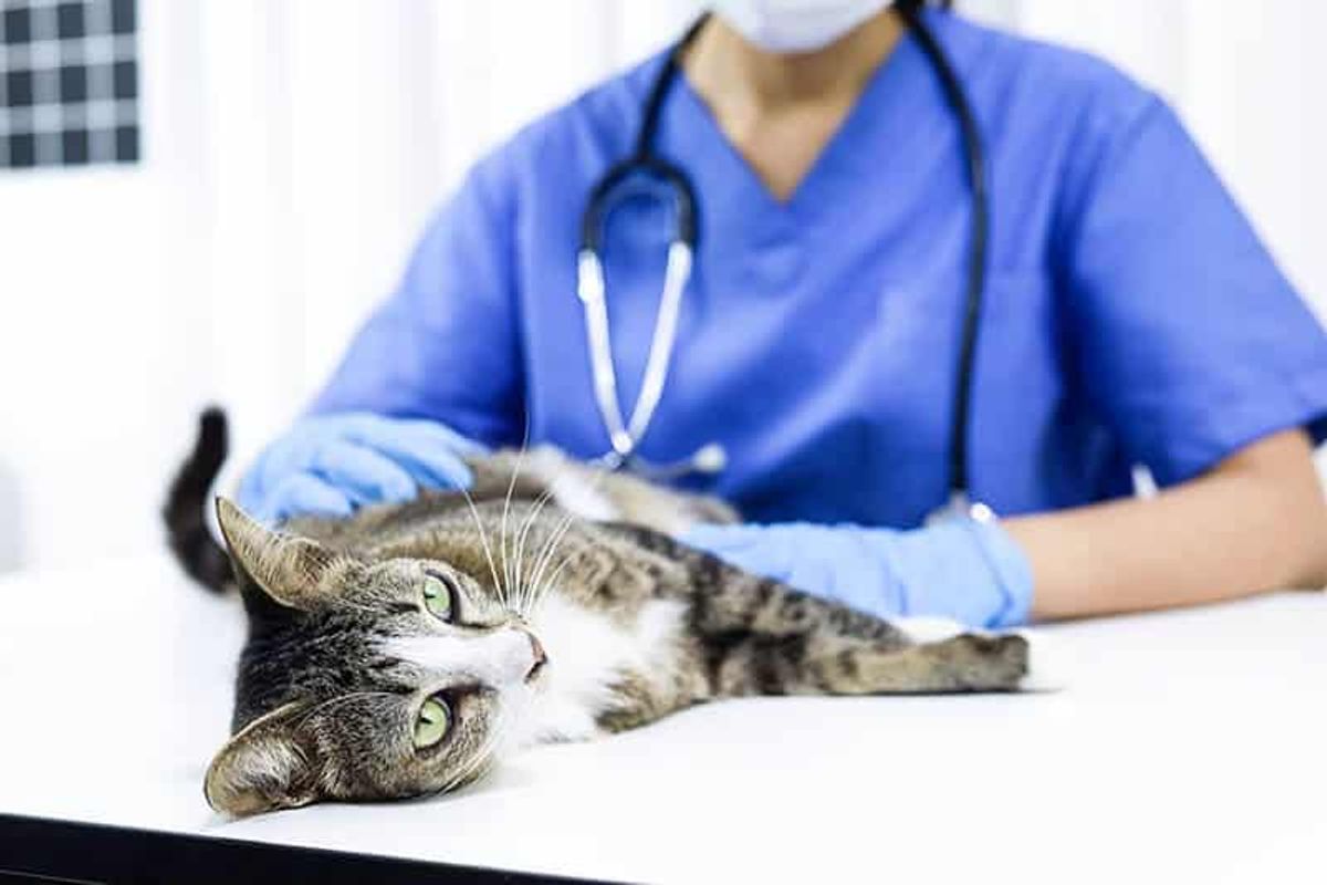 Caring for Your Feline: Expert Tips on Boarding Cats with Medical Needs